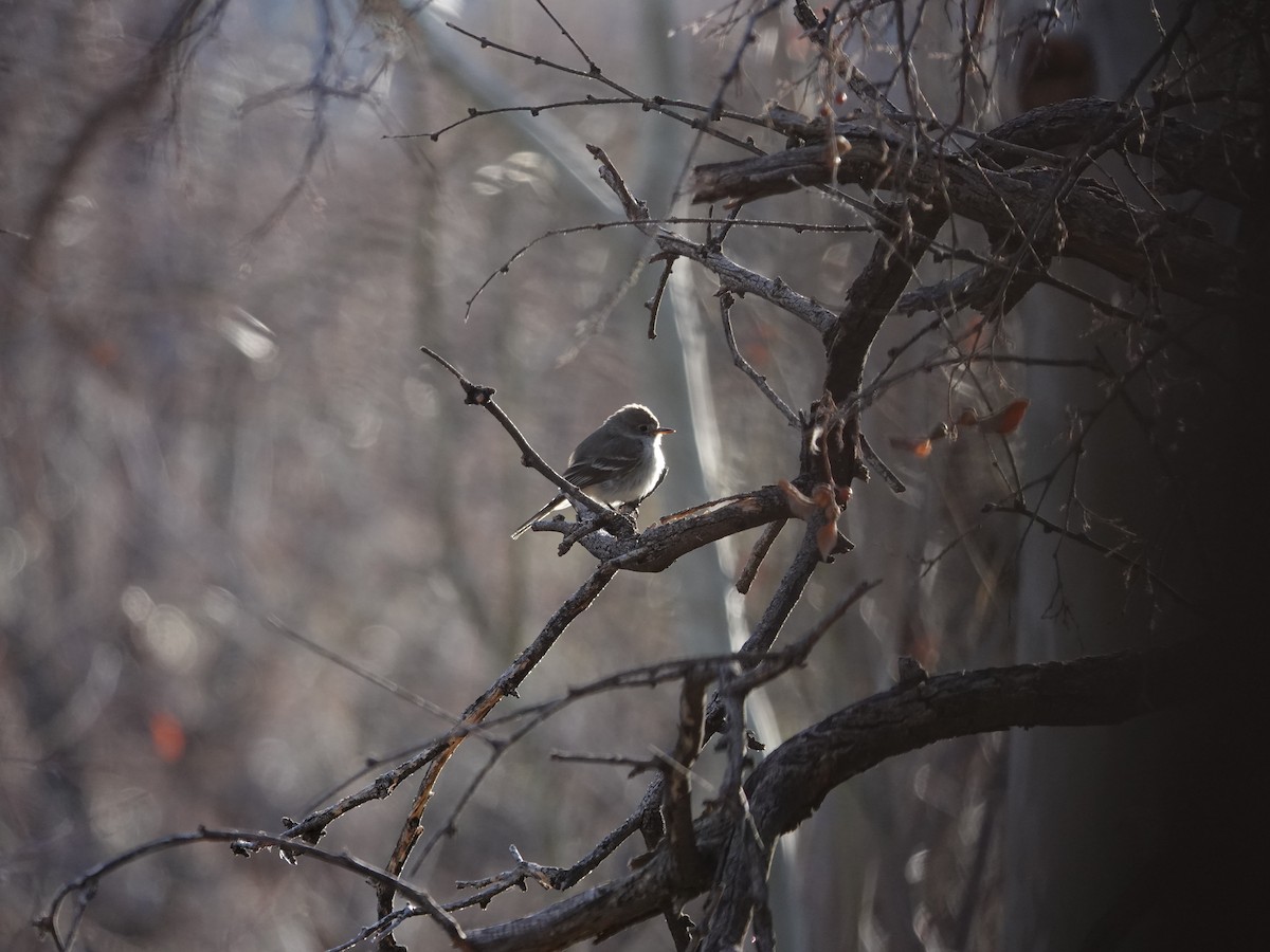 Gray Flycatcher - ML632198429
