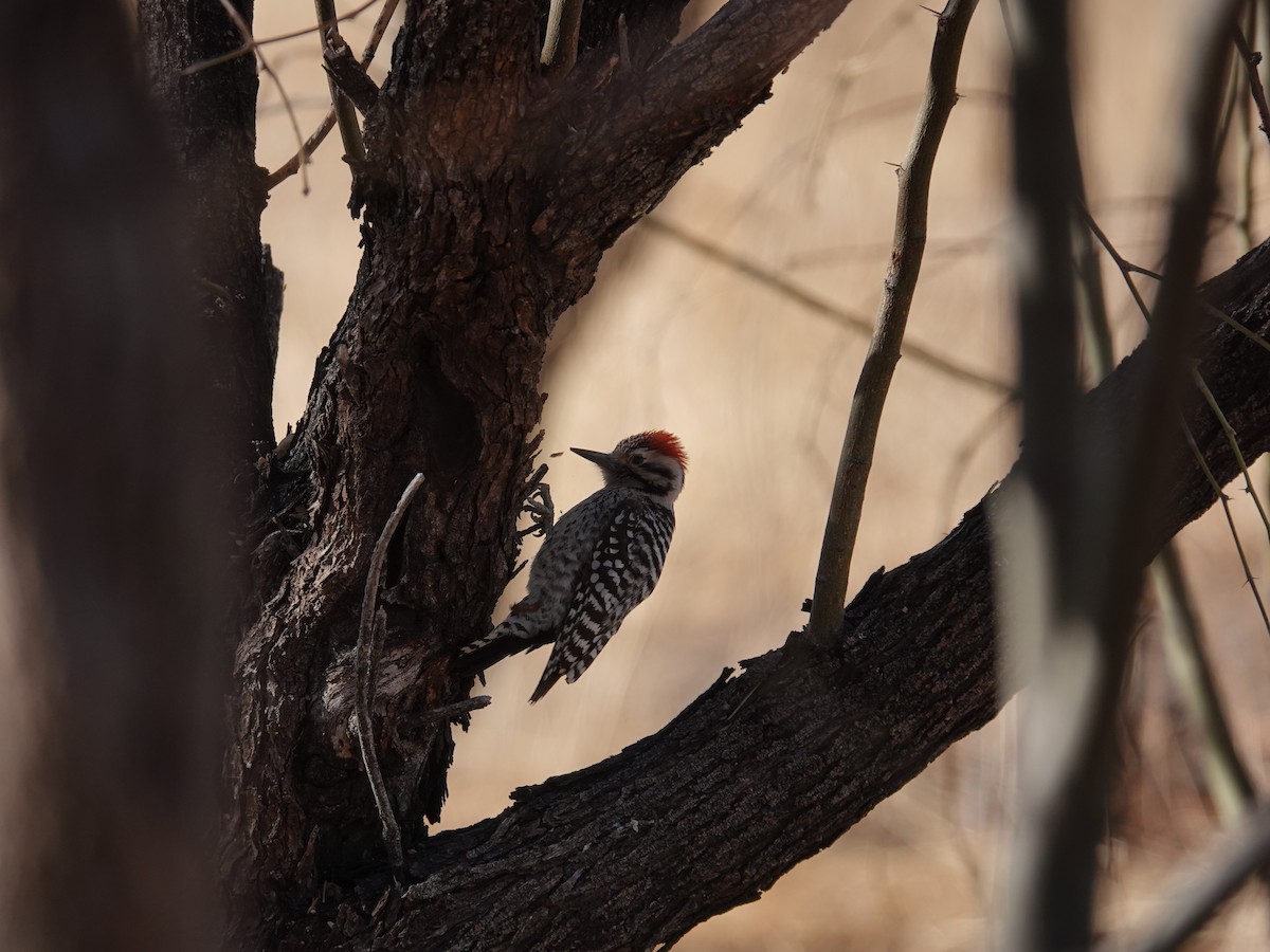 Ladder-backed Woodpecker - ML632198433