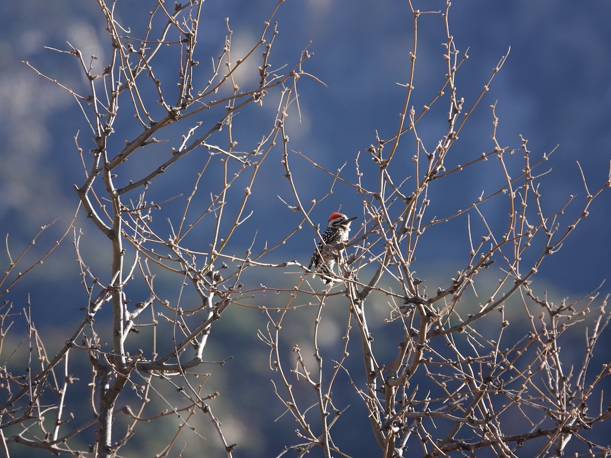 Ladder-backed Woodpecker - ML632198434