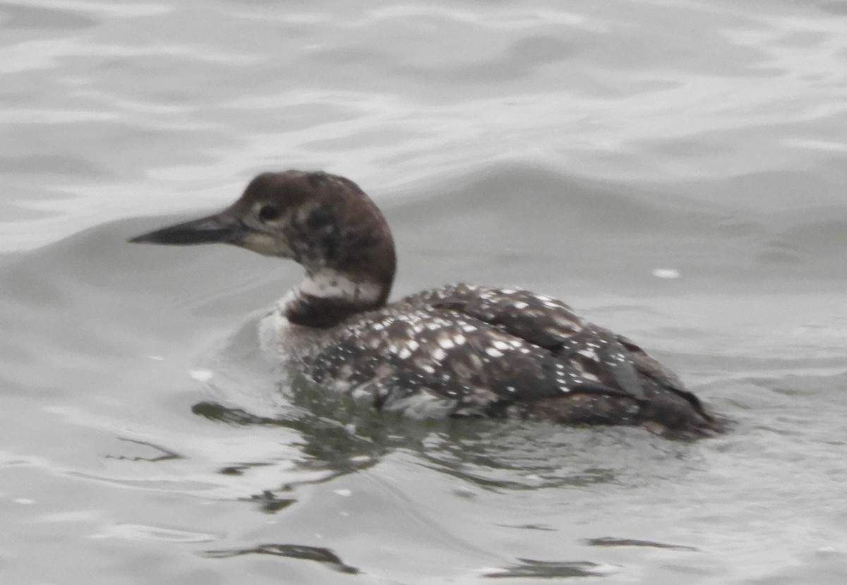Plongeon huard - ML632198529