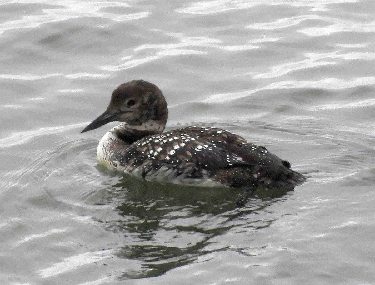 Plongeon huard - ML632198530