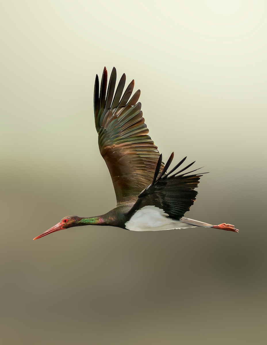 Black Stork - ML632198630