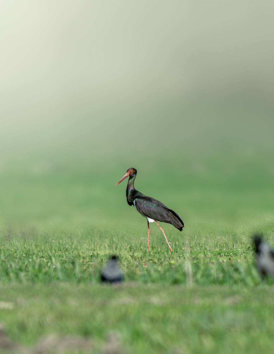 Black Stork - ML632198635