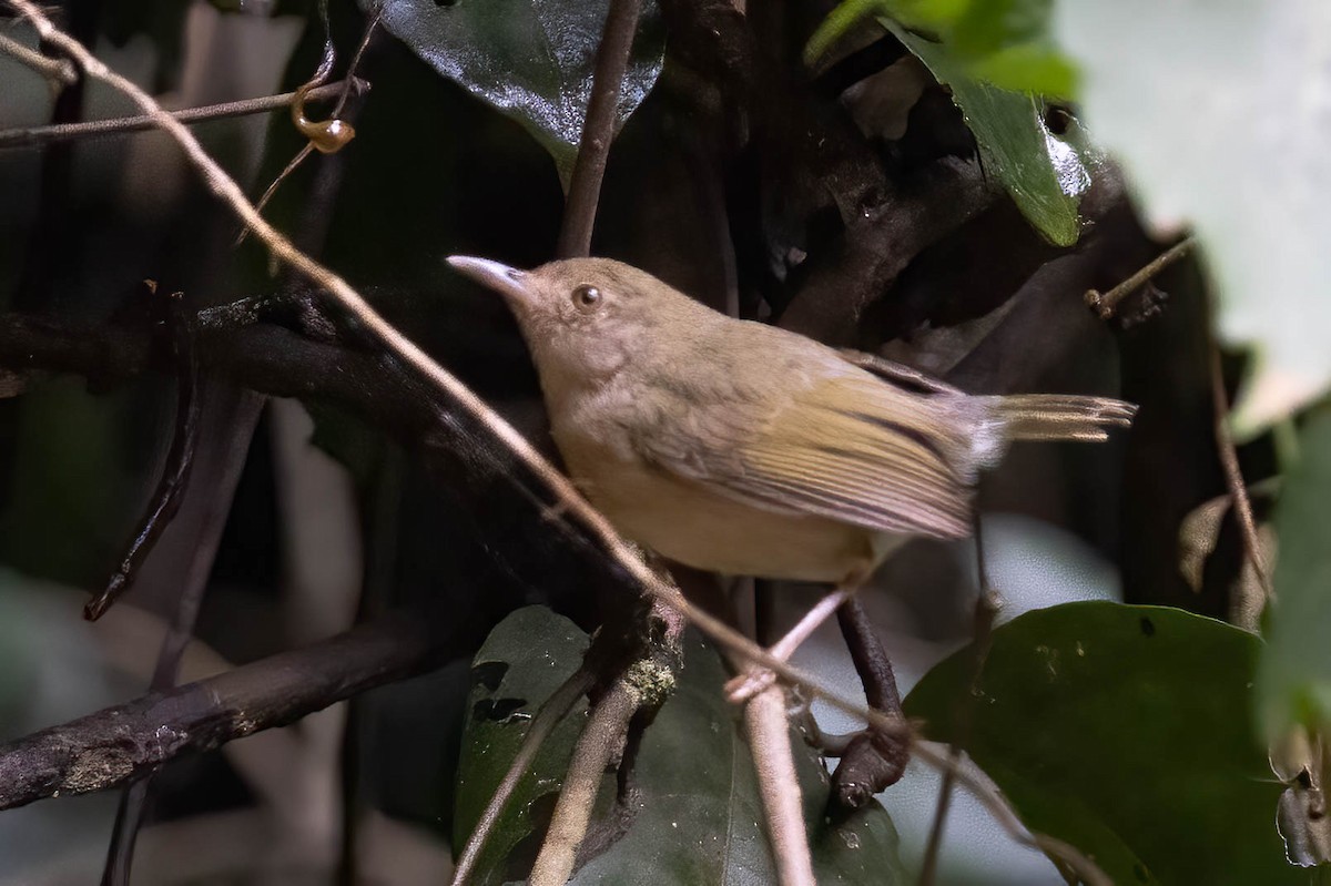 Olive-green Camaroptera - ML632198645