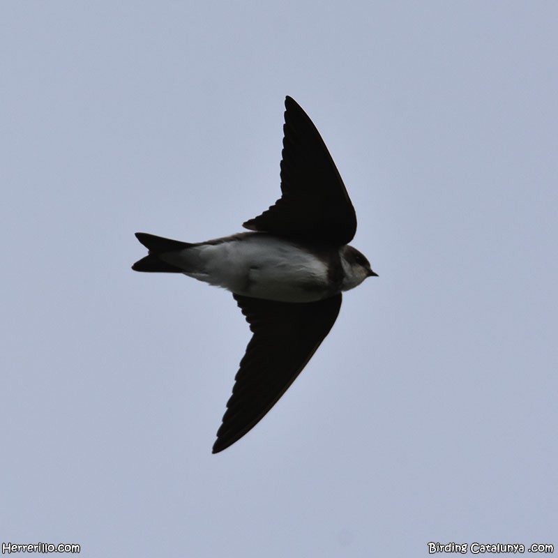Bank Swallow - ML632198646