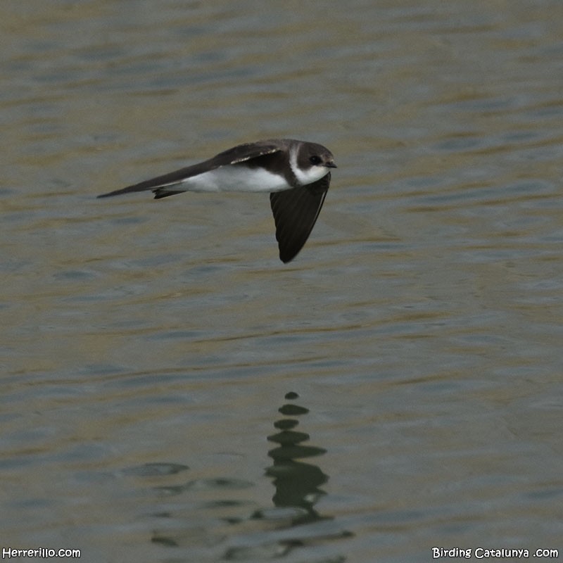 Bank Swallow - ML632198647