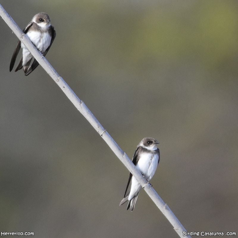 Bank Swallow - ML632198649