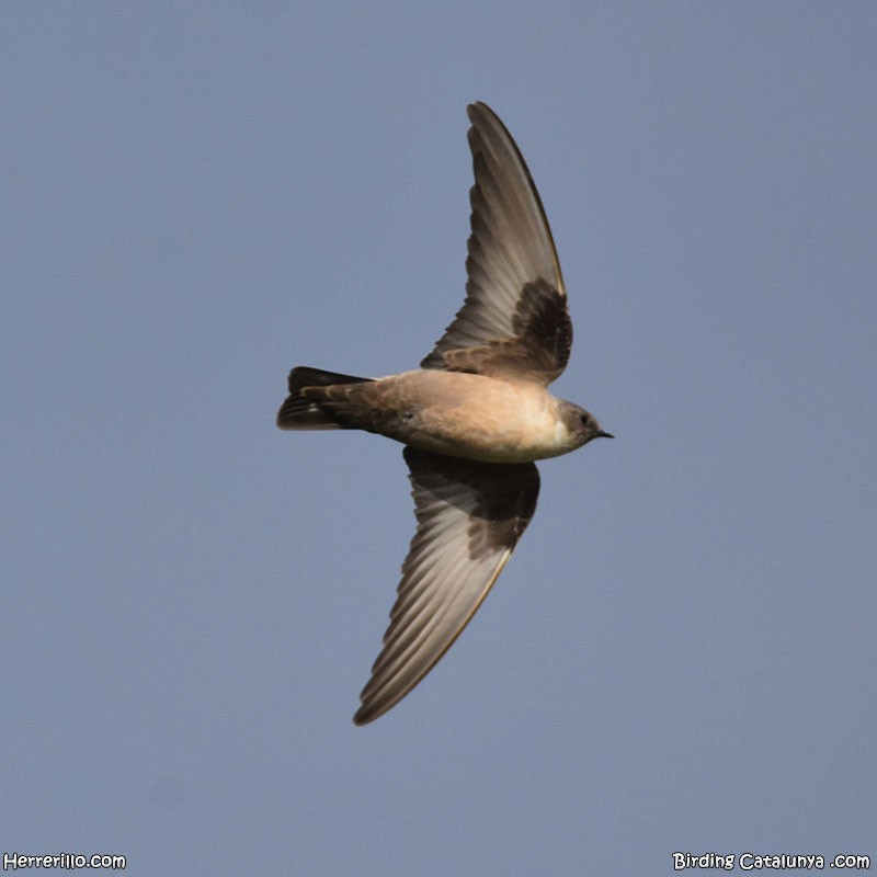 Eurasian Crag-Martin - ML632198655