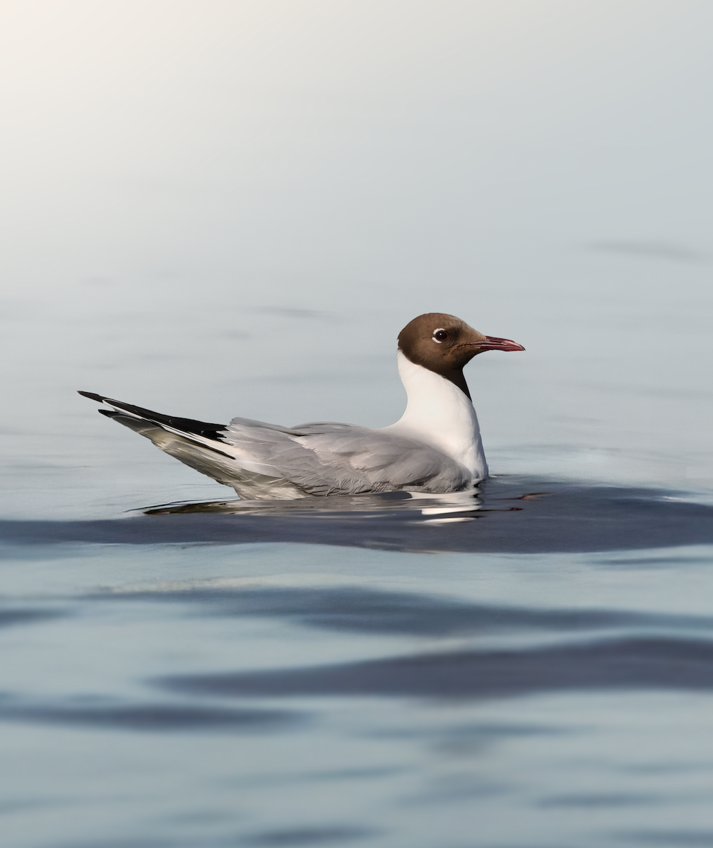 Black-headed Gull - ML632198724