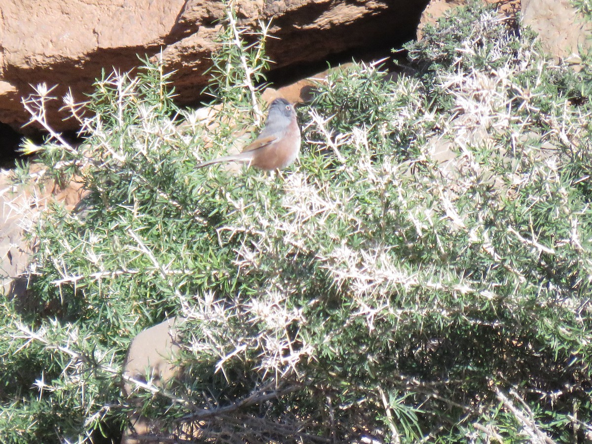 Tristram's Warbler - ML632198739