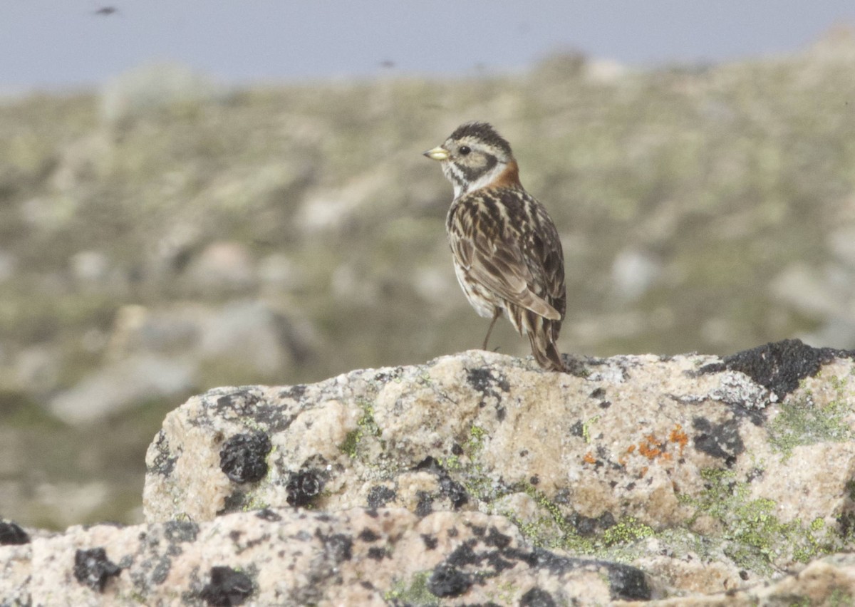 Lapland Longspur - ML632198782