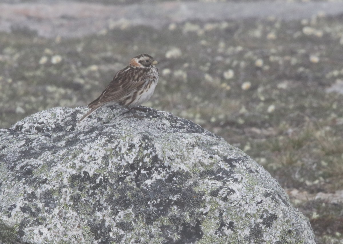 Lapland Longspur - ML632198802