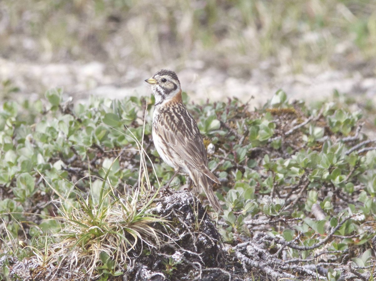 Lapland Longspur - ML632198811