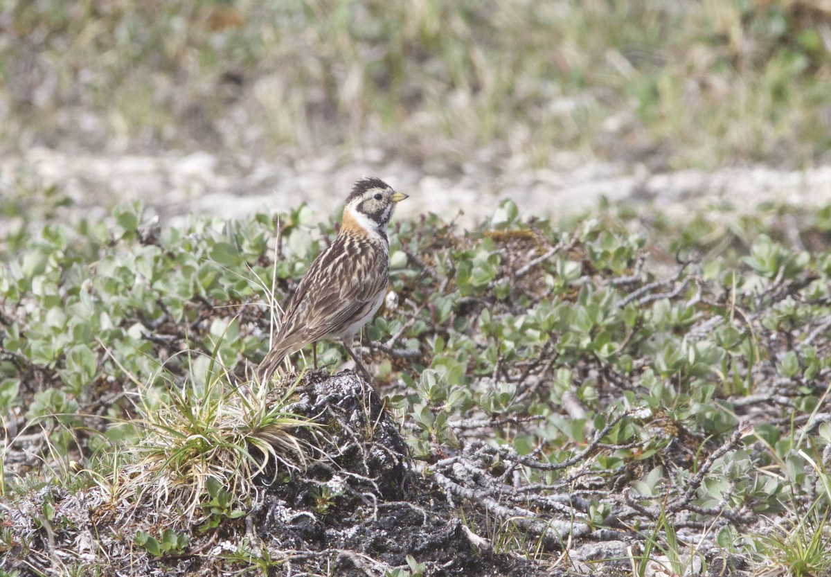 Lapland Longspur - ML632198812