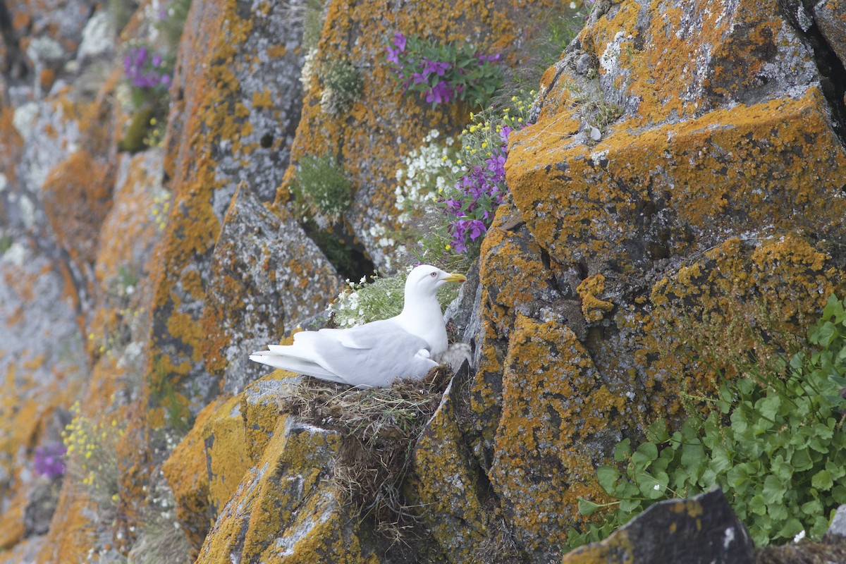 Iceland Gull (kumlieni/glaucoides) - ML632198821