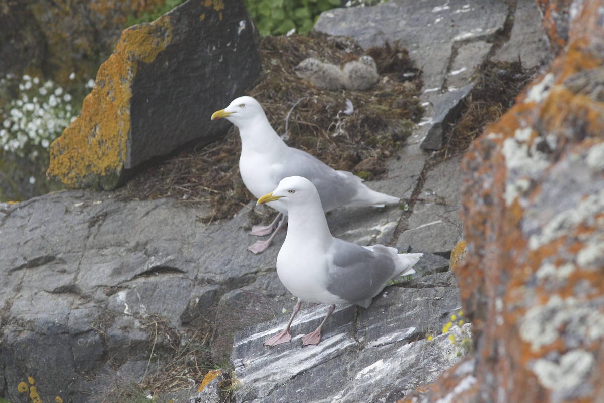 Iceland Gull (kumlieni/glaucoides) - ML632198823