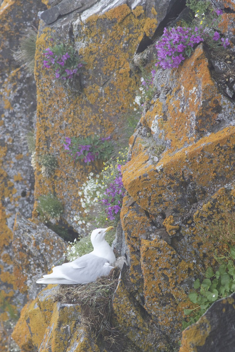 Iceland Gull (kumlieni/glaucoides) - ML632198824