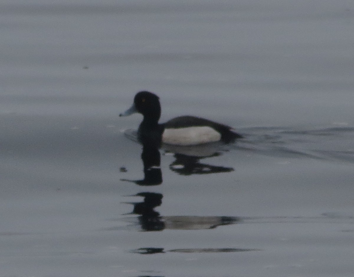 Tufted Duck x Greater Scaup (hybrid) - ML632198870