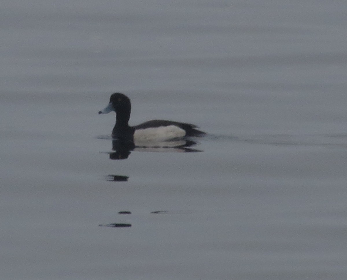 Tufted Duck x Greater Scaup (hybrid) - ML632198881