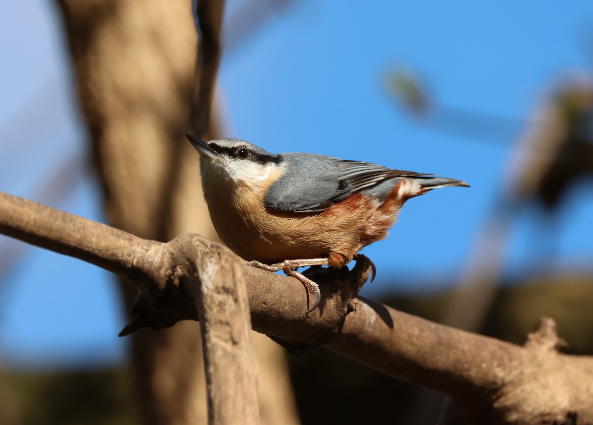 Eurasian Nuthatch - ML632198887