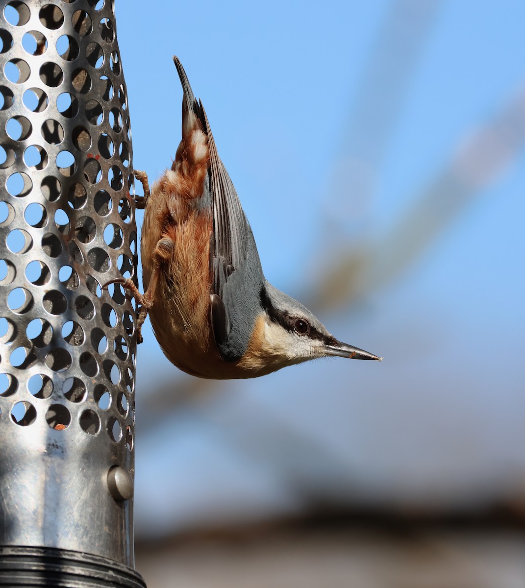 Eurasian Nuthatch - ML632198888
