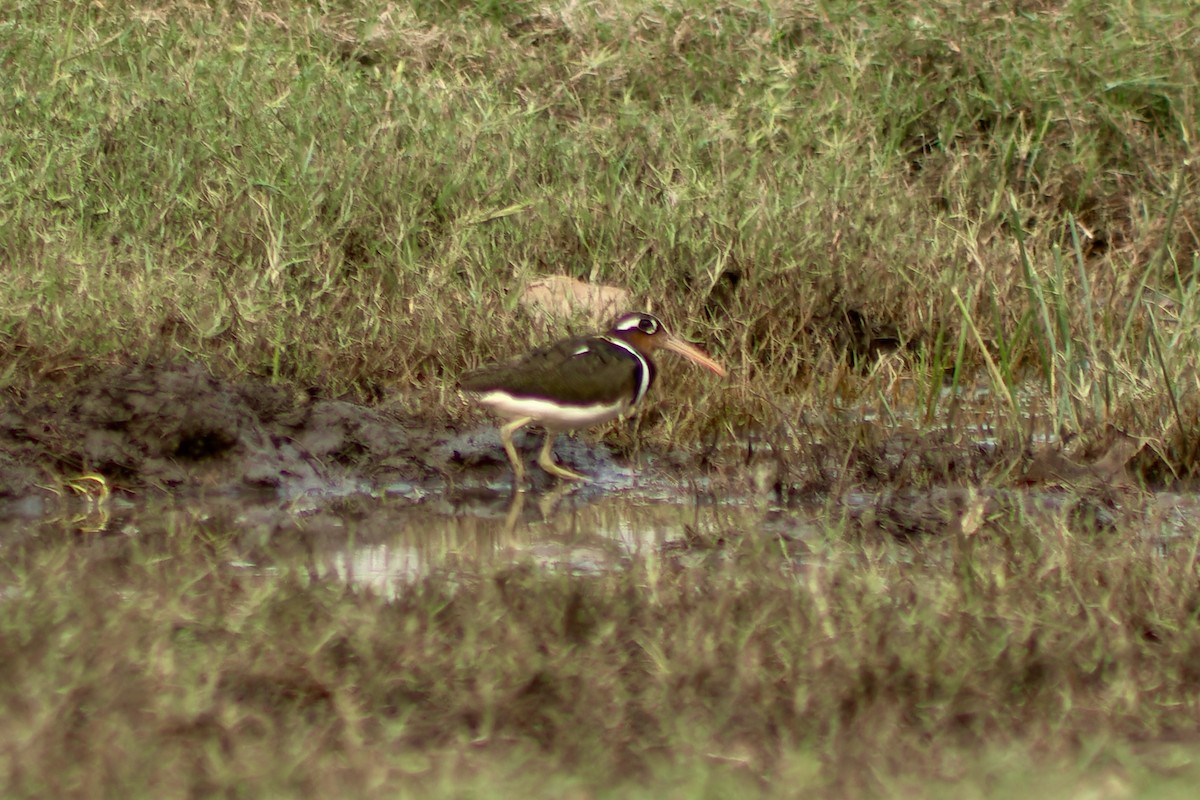 Greater Painted-Snipe - ML632198898