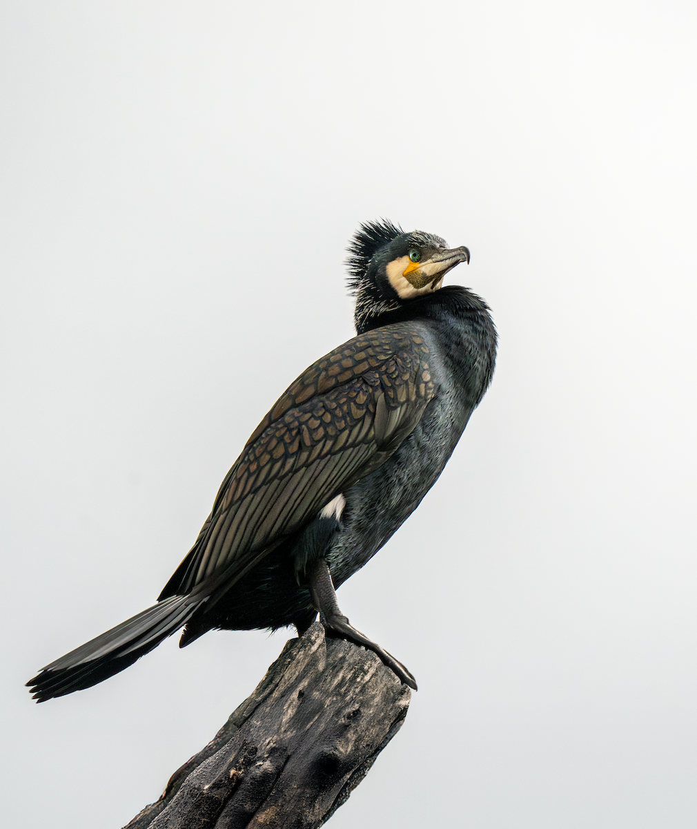 Great Cormorant - ML632198907