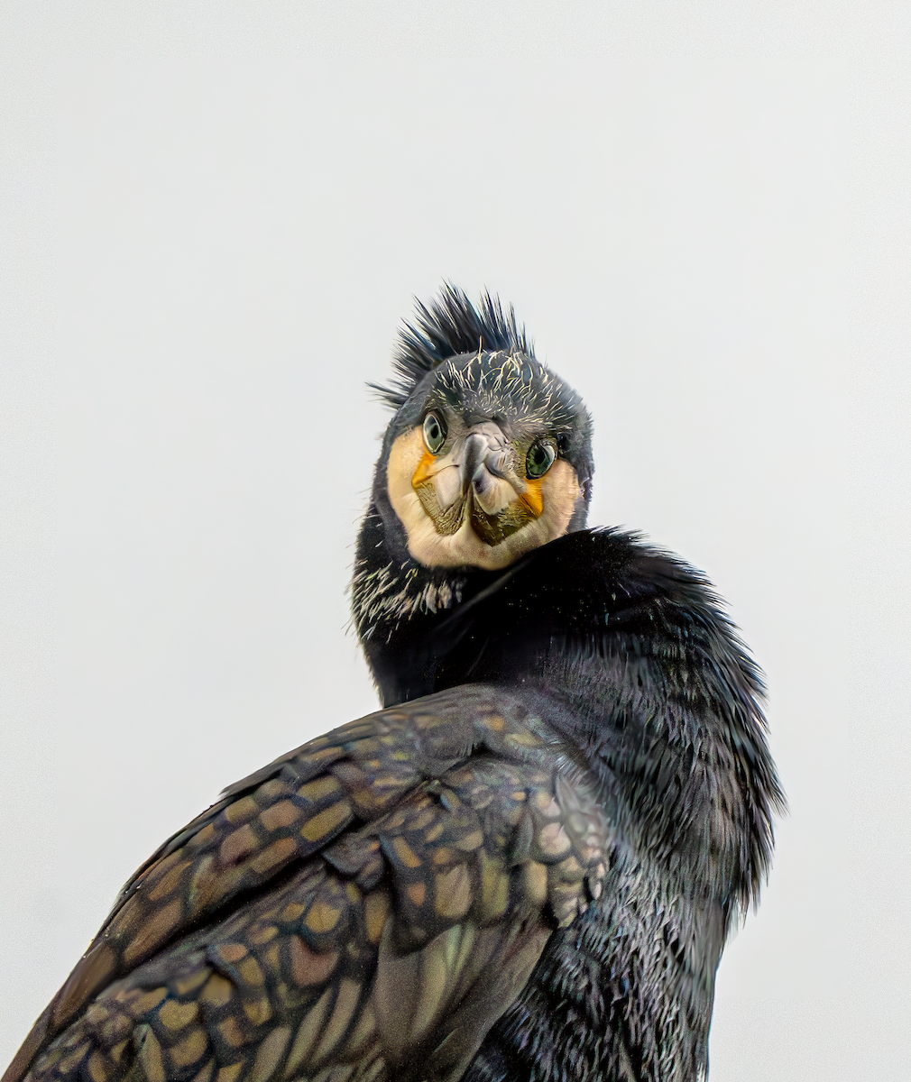 Great Cormorant - ML632198912