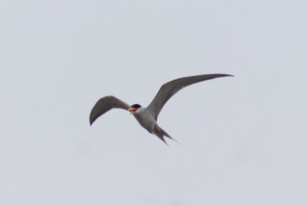River Tern - ML632198932