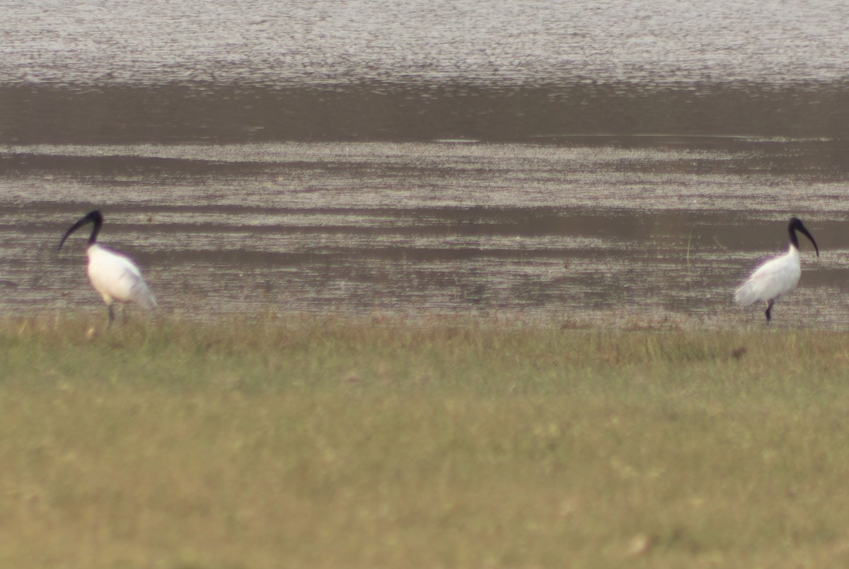 Black-headed Ibis - ML632198960