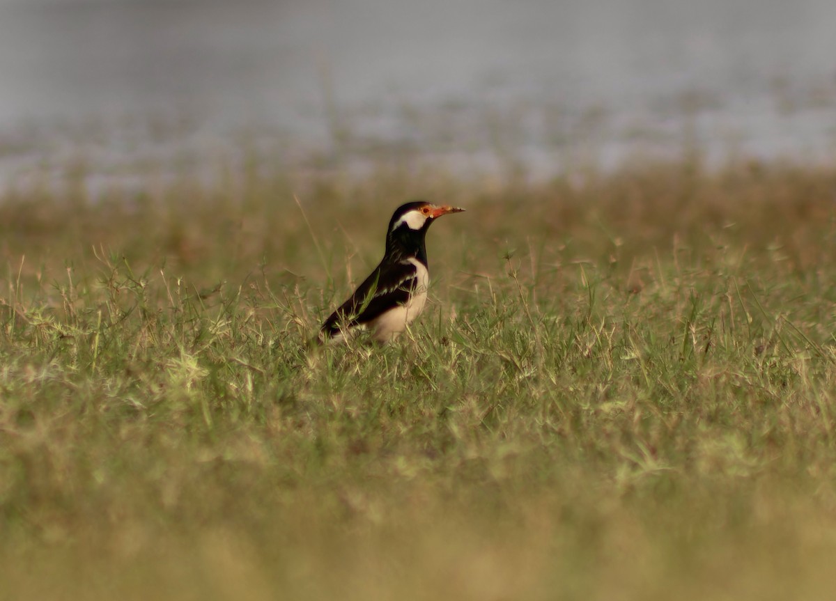 Indian Pied Starling - ML632198989