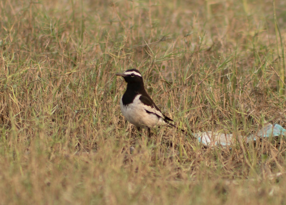 White-browed Wagtail - ML632199000