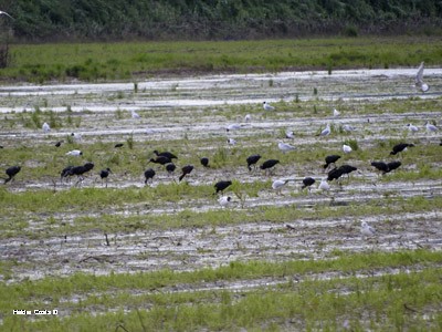 Гялаан билүүс - ML632199026