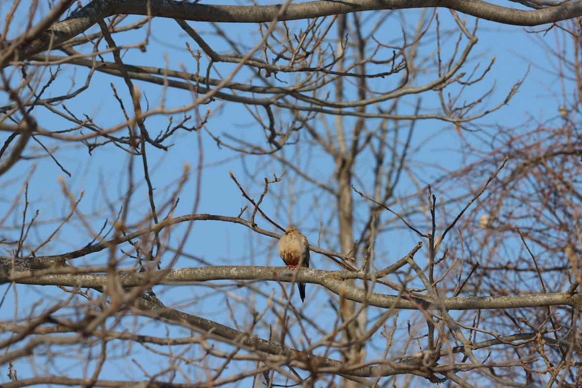 Mourning Dove - ML632199031