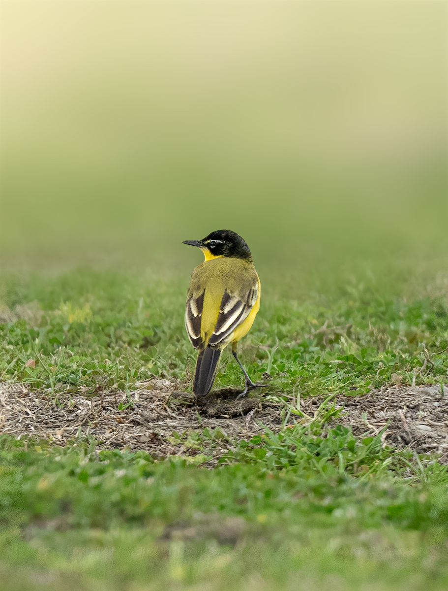 Western Yellow Wagtail - ML632199065