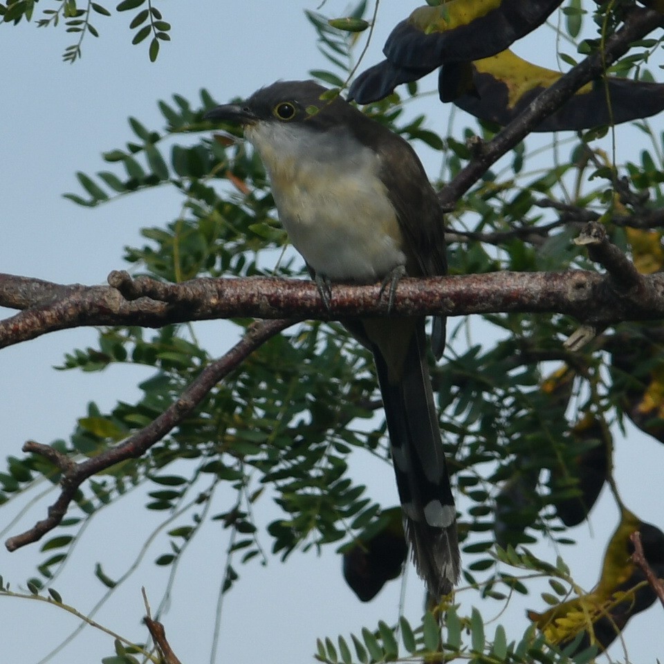 Dark-billed Cuckoo - ML632199076