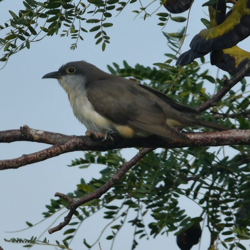 Dark-billed Cuckoo - ML632199079