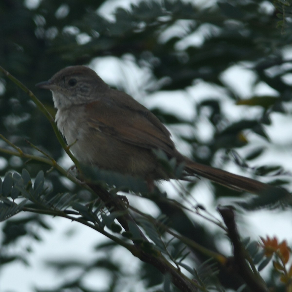 Pale-breasted Spinetail - ML632199092