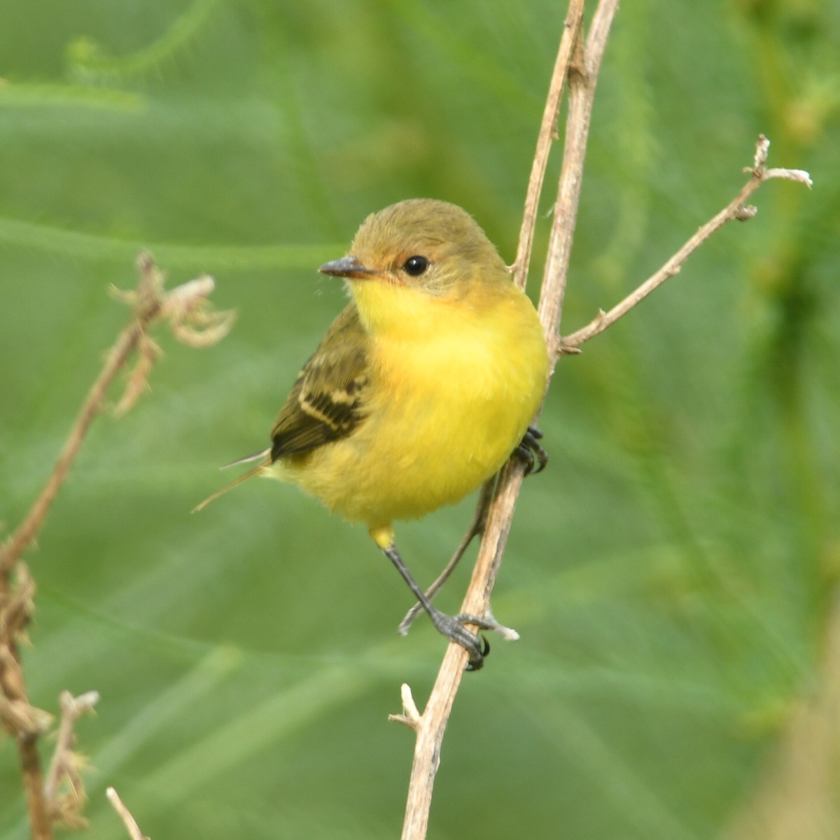 Subtropical Doradito - ML632199102