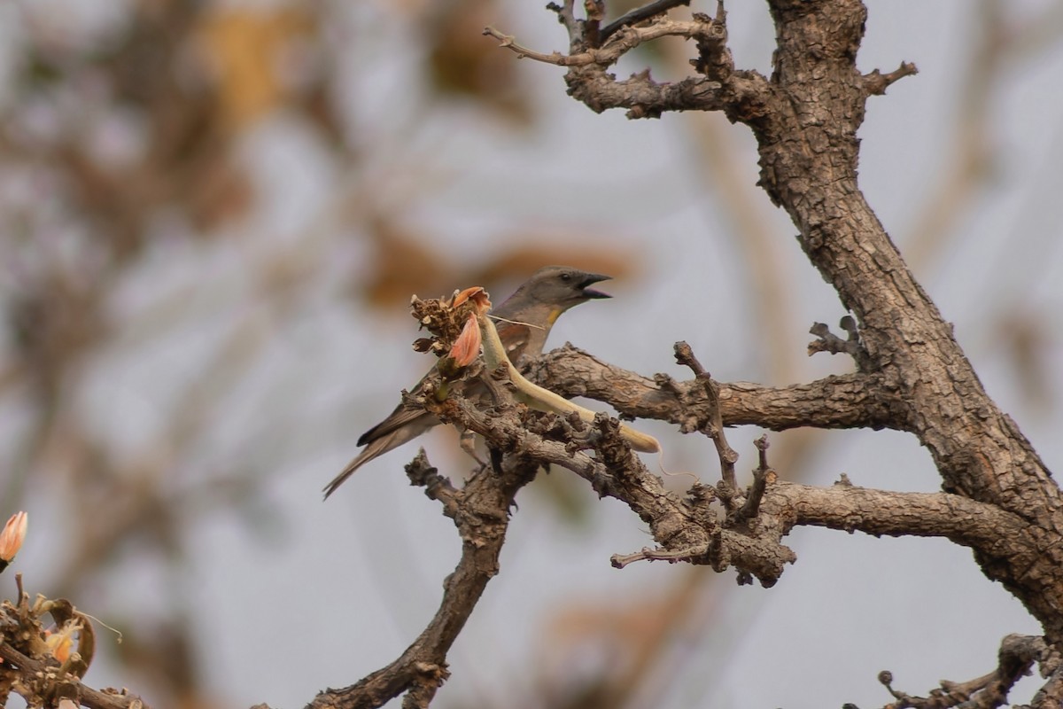 Yellow-throated Sparrow - ML632199111