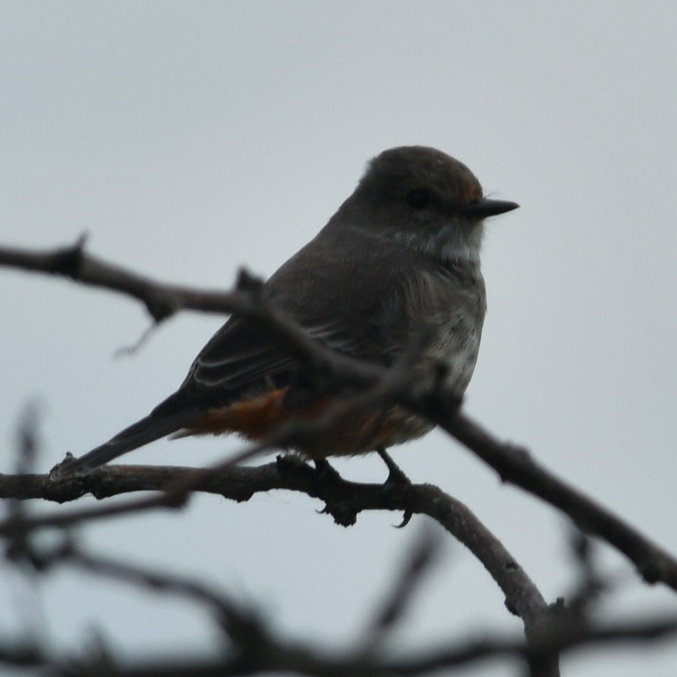 Vermilion Flycatcher - ML632199115