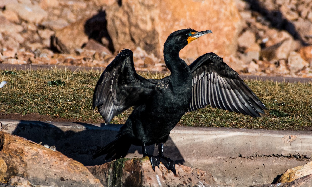 Double-crested Cormorant - Craig Ensign