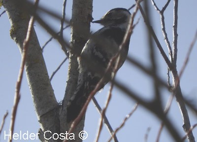 Цоохор тоншуул - ML632199143