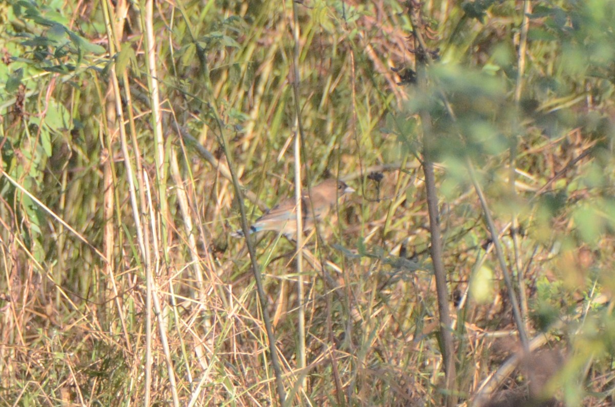 Indigo Bunting - ML632199167