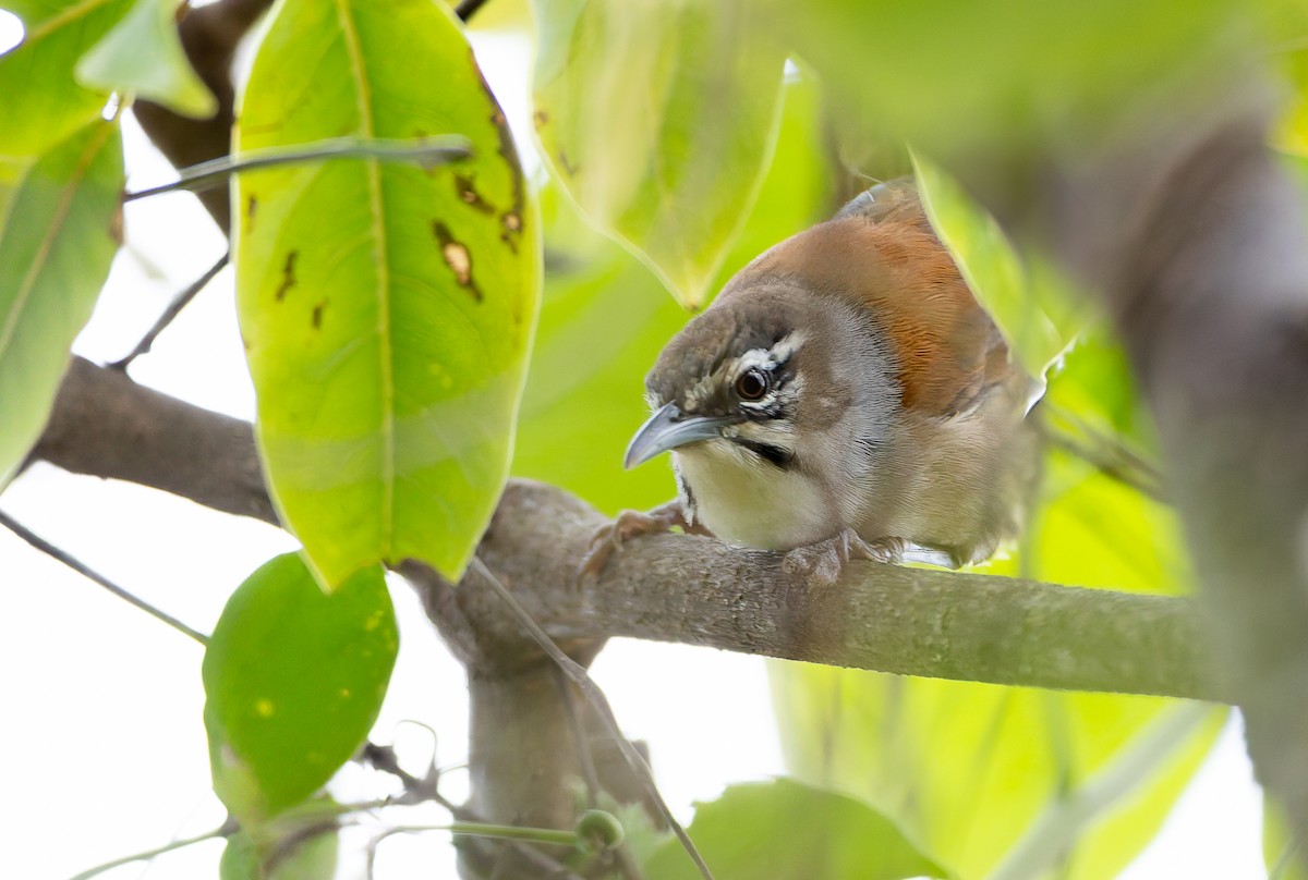 Moustached Wren - ML632199169
