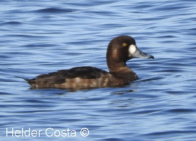 Тэнгисийн шумбуур - ML632199170