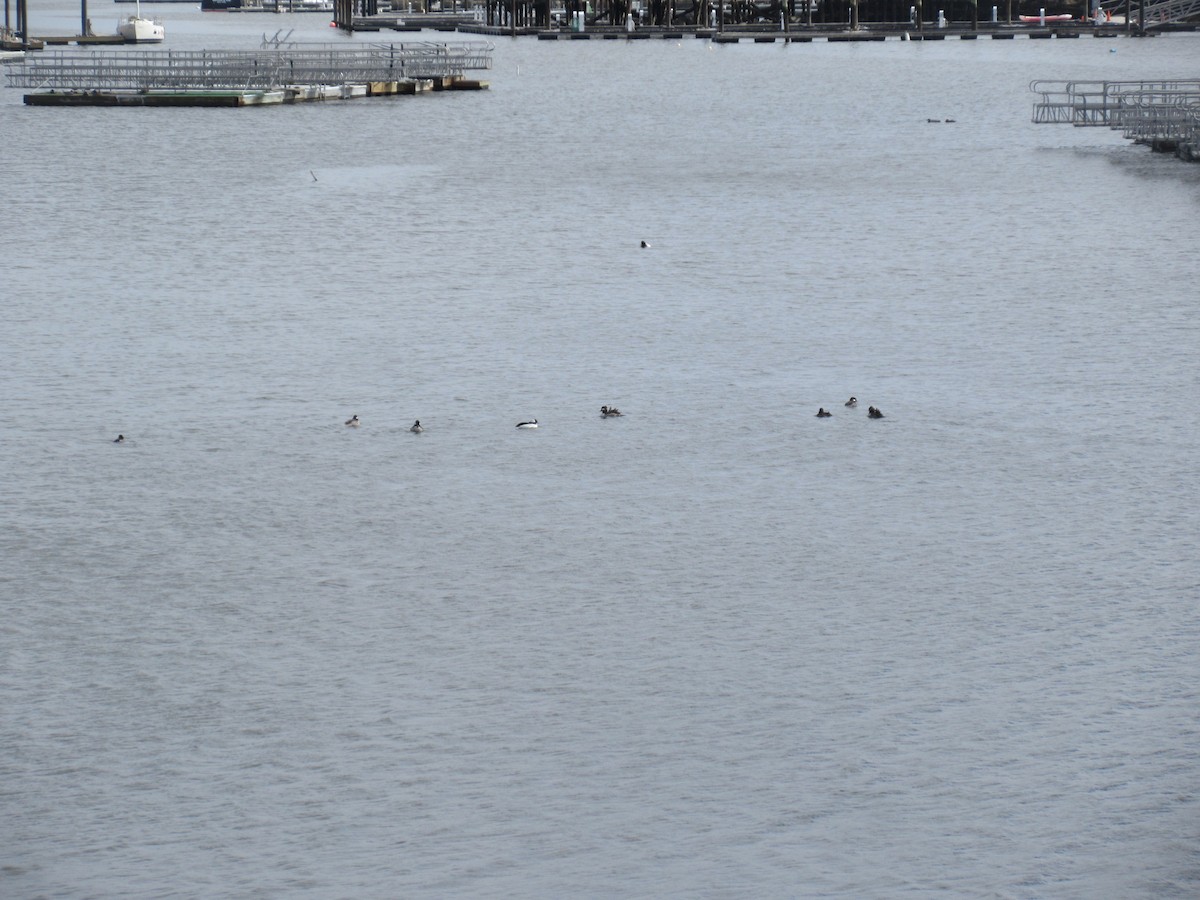 Bufflehead - ML632199184