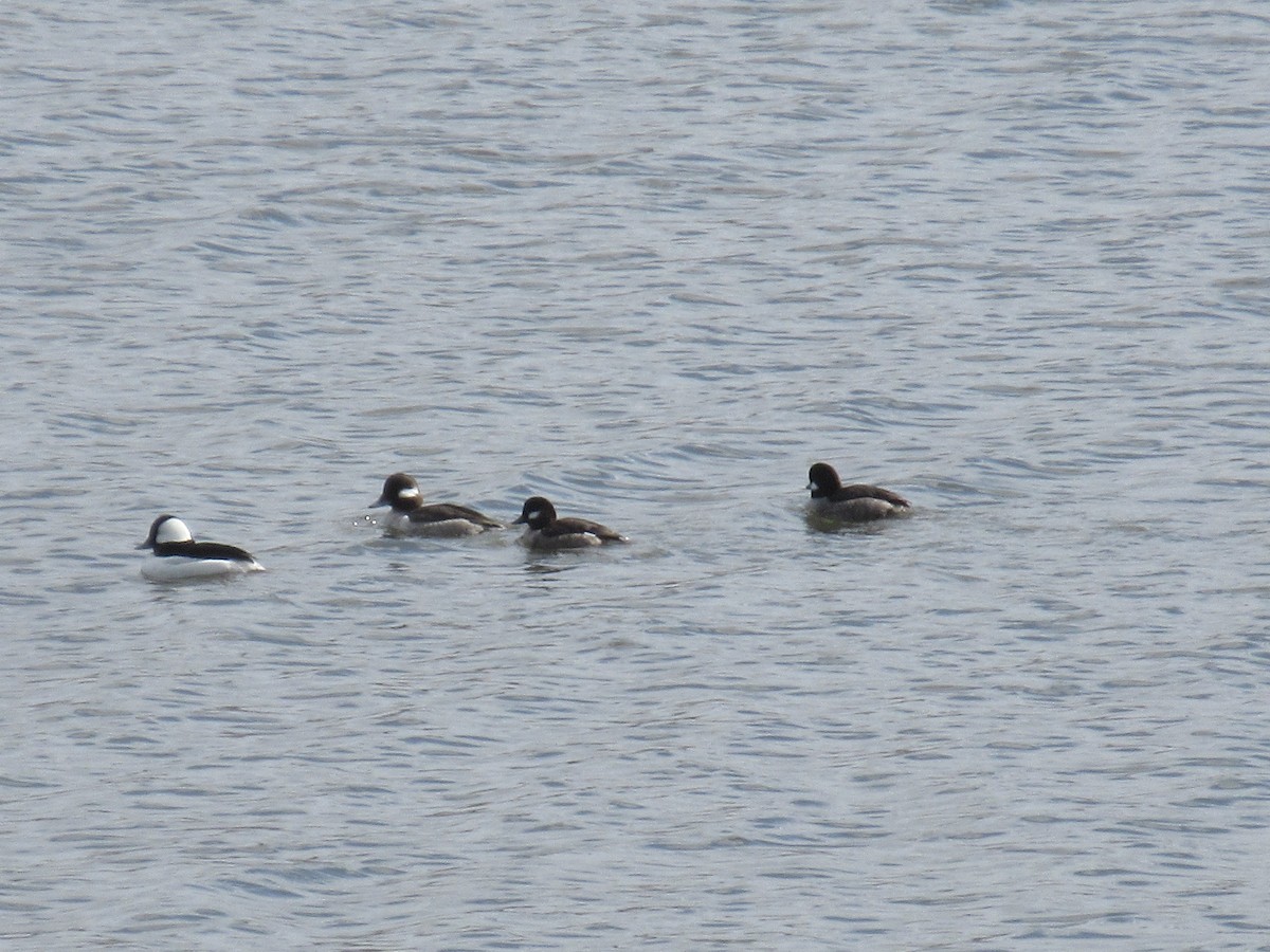 Bufflehead - ML632199185