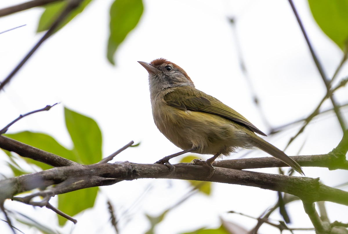 Gray-eyed Greenlet - ML632199246
