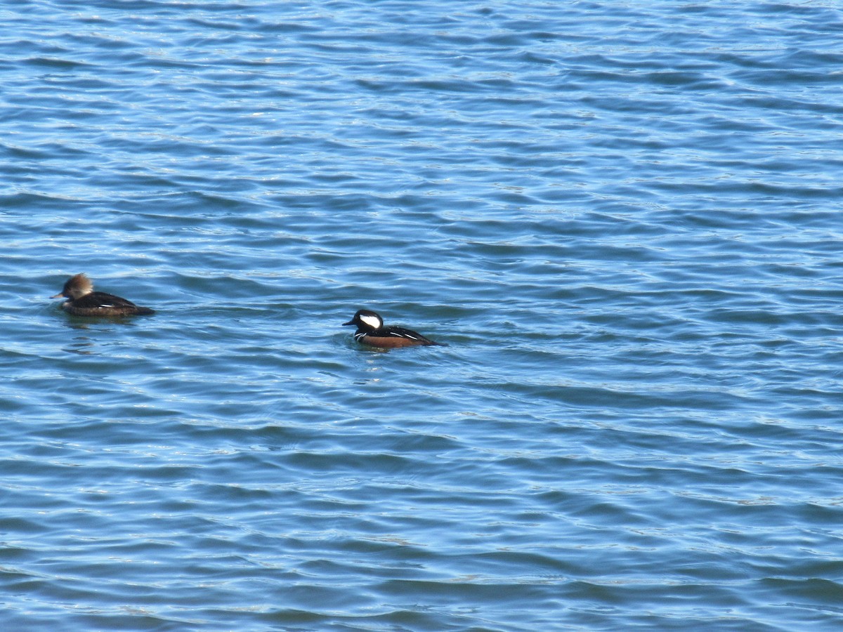 Hooded Merganser - ML632199307
